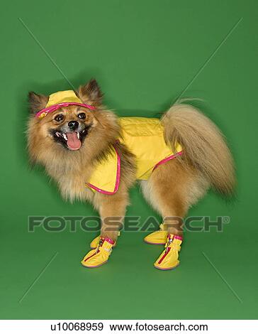 Stock Photo - Brown Pomeranian dog wearing rain gear.. Fotosearch