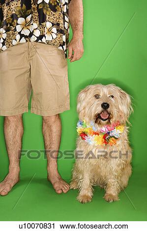 Caucasian young adult male standing with fluffy dog wearing lei. View Large Photo Image Stock Image - Caucasian young adult male standing with fluffy dog wearing lei.. Fotosearch