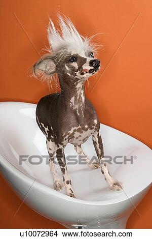 Chinese Crested dog portrait. View Large Photo Image Picture - Chinese Crested dog portrait.. Fotosearch