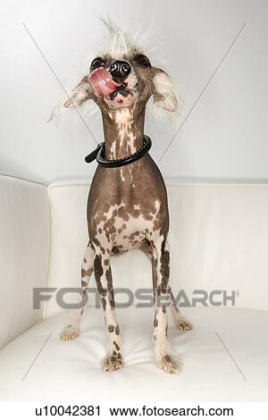 Chinese Crested dog portrait. View Large Photo Image Stock Image - Chinese Crested dog portrait.. Fotosearch