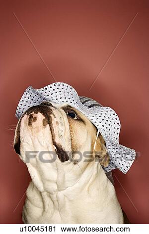 Stock Image - Close-up of English Bulldog looking upward and wearing a bonnet.. Fotosearch