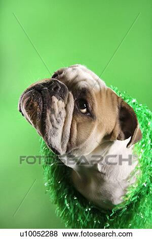 Stock Photo - Close-up of English Bulldog with serious expression wearing lei and sitting on green background.. Fotosearch