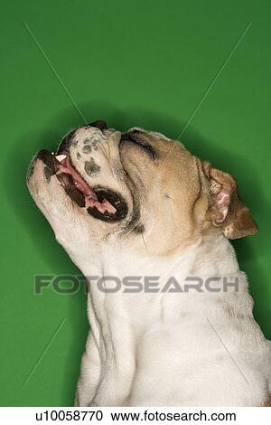 Stock Image - Close-up profile of English Bulldog on green background.. Fotosearch