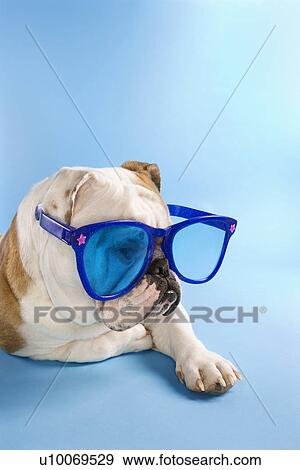 English Bulldog laying on blue background wearing oversized blue sunglasses. View Large Photo Image Stock Photo - English Bulldog laying on blue background wearing oversized blue sunglasses.. Fotosearch
