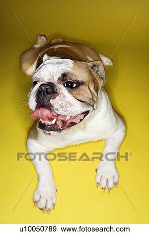 English Bulldog lying on yellow background relaxing. View Large Photo Image Stock Photo - English Bulldog lying on yellow background relaxing.. Fotosearch
