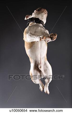 English Bulldog on grey background jumping into the air. View Large Photo Image Picture - English Bulldog on grey background jumping into the air.. Fotosearch