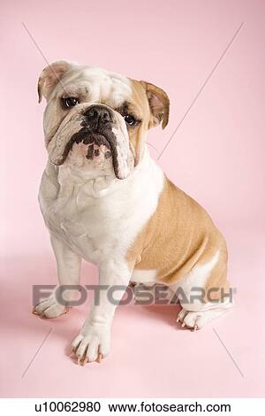 English Bulldog sitting on pink background looking at viewer. View Large Photo Image Stock Image - English Bulldog sitting on pink background looking at viewer.. Fotosearch