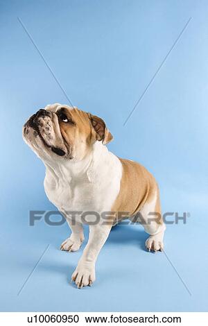 Stock Image - English Bulldog standing on blue background looking off to the side.. Fotosearch