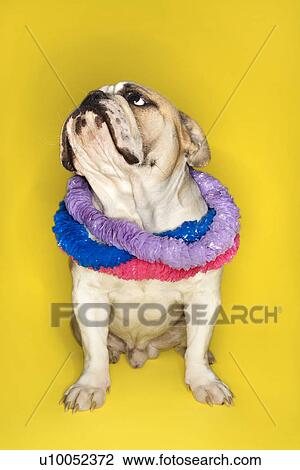 English Bulldog wearing lei sitting on yellow background. View Large Photo Image Stock Image - English Bulldog wearing lei sitting on yellow background.. Fotosearch