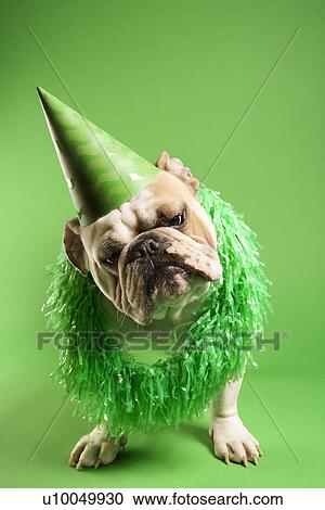 English Bulldog with curious expression wearing lei and party hat and sitting on green background. View Large Photo Image Stock Image - English Bulldog with curious expression wearing lei and party hat and sitting on green background.. Fotosearch