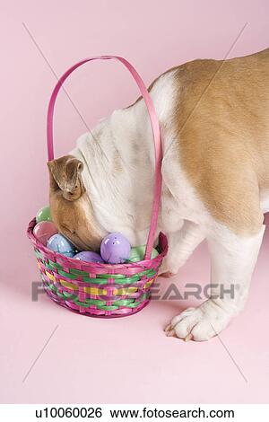 English Bulldog with face buried in Easter basket on pink background. View Large Photo Image Stock Photograph - English Bulldog with face buried in Easter basket on pink background.. Fotosearch
