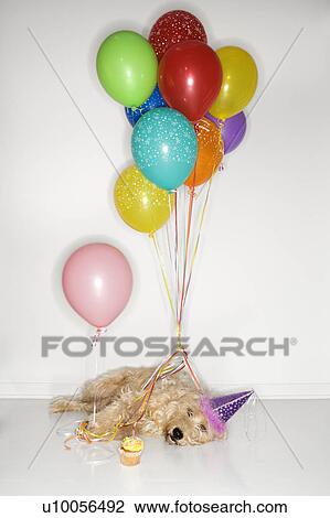 Fluffy brown dog passed out wearing party hat with cupcake and balloons. View Large Photo Image Stock Image - Fluffy brown dog passed out wearing party hat with cupcake and balloons.. Fotosearch