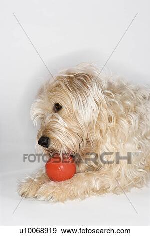 Stock Photo - Fluffy brown dog playing with red ball.. Fotosearch