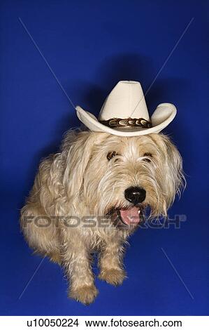 Picture - Fluffy brown dog wearing cowboy hat.. Fotosearch
