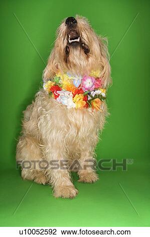 Fluffy dog sitting wearing lei. View Large Photo Image Stock Image - Fluffy dog sitting wearing lei.. Fotosearch