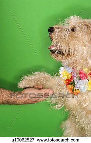 Stock Photo - Fluffy dog wearing lei shaking hands with Caucasian person.. Fotosearch