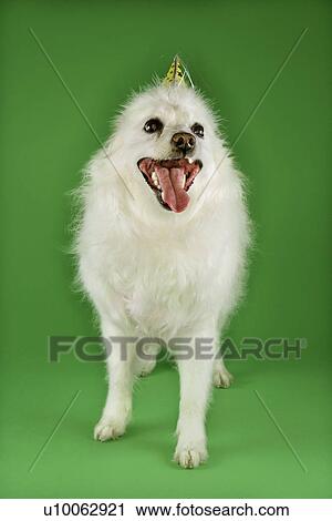 Stock Image - Fluffy white dog wearing party hat.. Fotosearch