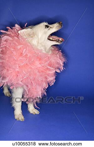 Stock Photo - Fluffy white dog wearing pink feather boa.. Fotosearch