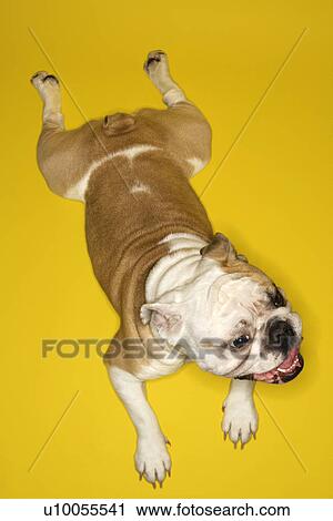 High angle view of English Bulldog lying on yellow floor. View Large Photo Image Stock Image - High angle view of English Bulldog lying on yellow floor.. Fotosearch