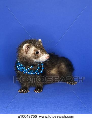 Portrait of brown ferret blue wearing necklace against blue background. View Large Photo Image Stock Photography - Portrait of brown ferret blue wearing necklace against blue background.. Fotosearch