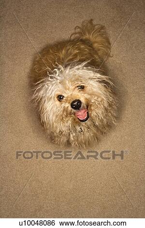 Portrait of mixed breed dog looking up towards viewer and smiling. View Large Photo Image Stock Photograph - Portrait of mixed breed dog looking up towards viewer and smiling.. Fotosearch