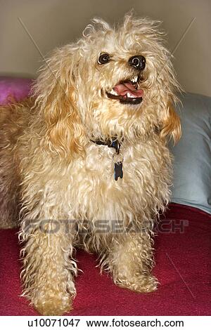 Stock Photo - Portrait of mixed breed dog smiling at viewer. . Fotosearch