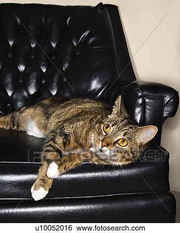 Portrait of tabby cat lying in a black leather chair. View Large Photo Image Stock Photograph - Portrait of tabby cat lying in a black leather chair.. Fotosearch
