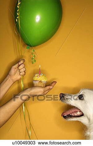 Prime adult Caucasian female hand holding cupcake out to fluffy white dog. View Large Photo Image Stock Image - Prime adult Caucasian female hand holding cupcake out to fluffy white dog.. Fotosearch
