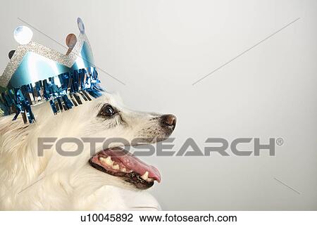 Stock Image - Profile of fluffy white dog wearing paper crown.. Fotosearch