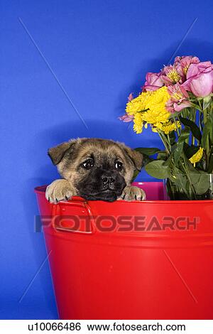 Puppy peeking over edge of bucket. View Large Photo Image Stock Photograph - Puppy peeking over edge of bucket.. Fotosearch
