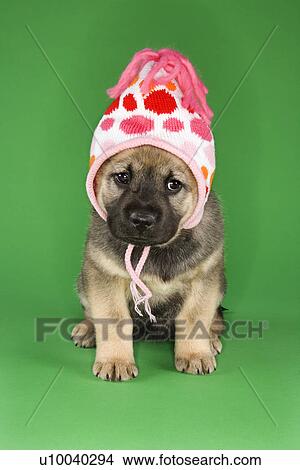 Picture - Puppy sitting wearing hat.. Fotosearch
