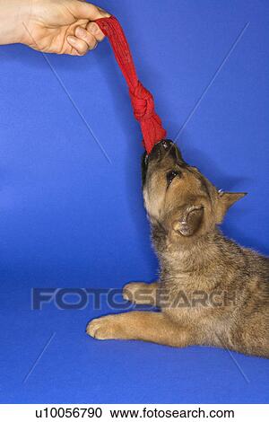 Stock Image - Puppy tugging on sock with Caucasian person.. Fotosearch