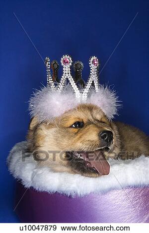 Stock Photo - Puppy wearing crown lying in bed.. Fotosearch