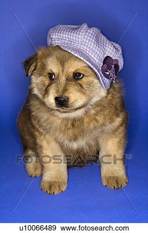 Stock Photo - Puppy wearing purple hat on blue background.. Fotosearch