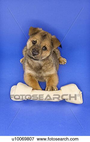 Puppy with large bone. View Large Photo Image Stock Photo - Puppy with large bone.. Fotosearch