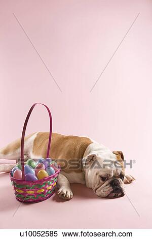 Stock Photography - Sleeping English Bulldog next to Easter basket on pink background.. Fotosearch