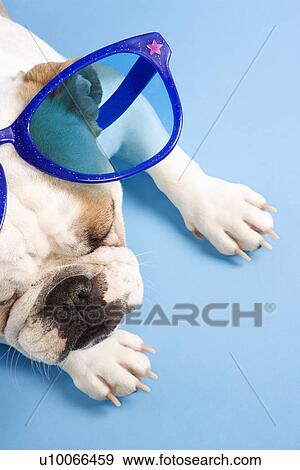 Stock Photo - Sleeping English Bulldog on blue background wearing oversized blue sunglasses.. Fotosearch