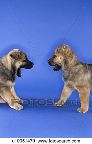 Stock Photo - Two puppies looking at eachother.. Fotosearch