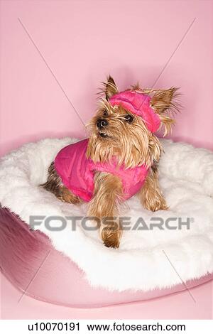 Stock Image - Yorkshire Terrier dog wearing pink outfit on pink dog bed.. Fotosearch