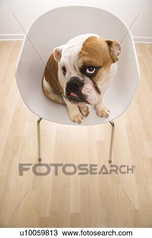 Stock Image - Bashful English Bulldog sitting in modern chair looking up at viewer.. Fotosearch