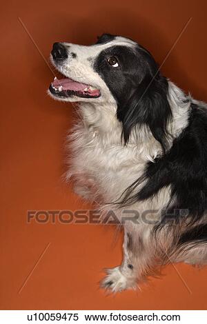 Stock Photography - Black and white Border Collie mix dog sitting.. Fotosearch