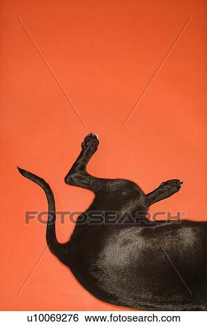 Stock Photograph - Black dog hind quarters lying down on orange background.. Fotosearch
