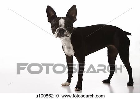 Boston Terrier dog. View Large Photo Image Stock Image - Boston Terrier dog.. Fotosearch