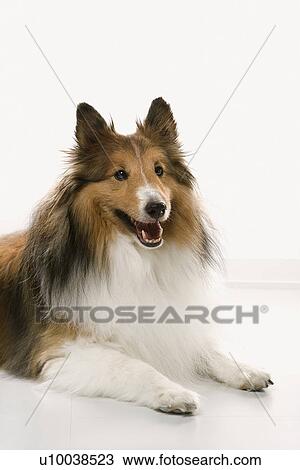 Stock Image - Collie dog.. Fotosearch