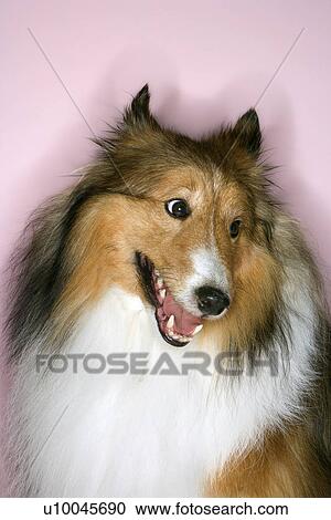 Stock Image - Collie dog.. Fotosearch