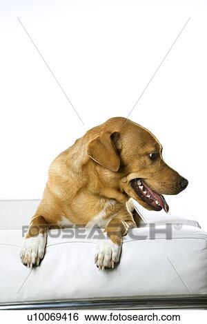 Dog on chair. View Large Photo Image Stock Photograph - Dog on chair.. Fotosearch
