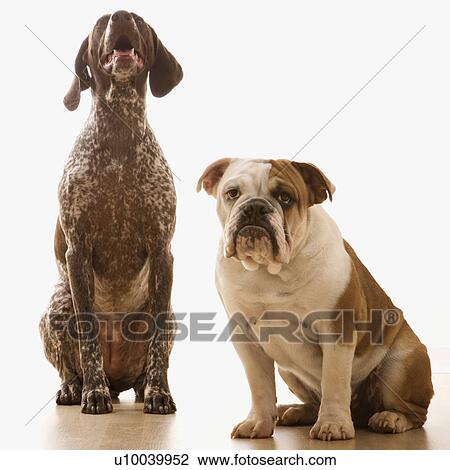 English Bulldog And German Shorthaired Pointer Sitting Stock