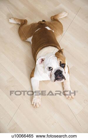 English Bulldog lying outstretched on wood floor looking at viewer. View Large Photo Image Stock Photography - English Bulldog lying outstretched on wood floor looking at viewer.. Fotosearch