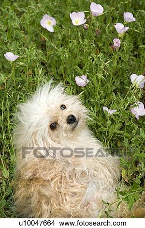 Picture - Fluffy small dog in flower field.. Fotosearch