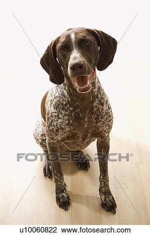 German Shorthaired Pointer Dog Sitting And Looking Up At Viewer